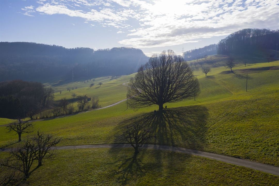 La Puissance de l’arbre avec Ernst Zürcher : Photo