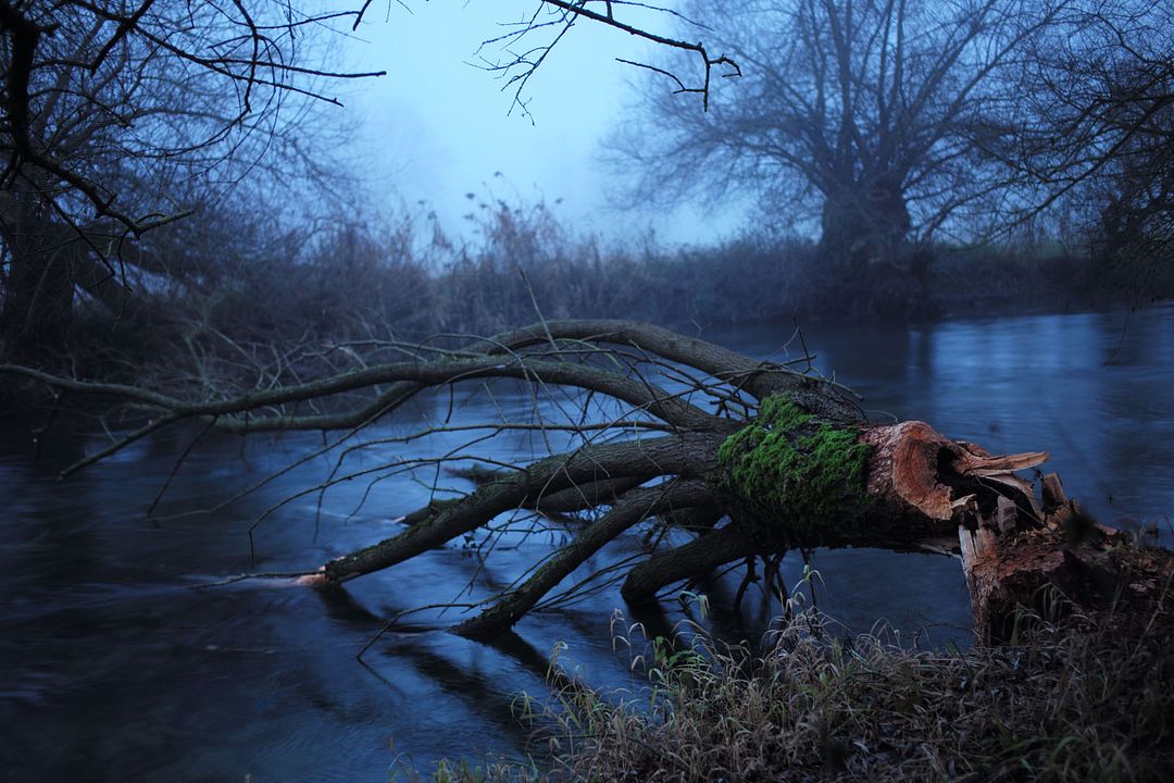 La Puissance de l’arbre avec Ernst Zürcher : Photo