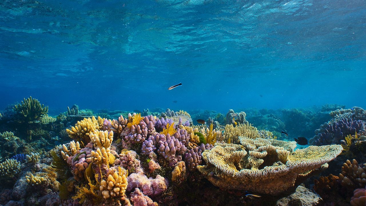 Comme un poisson dans son récif : Photo