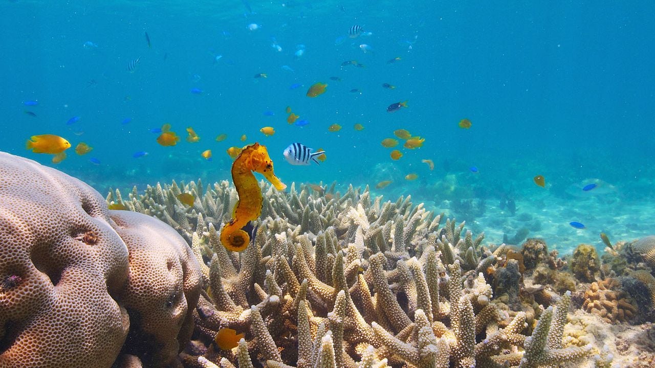 Comme un poisson dans son récif : Photo