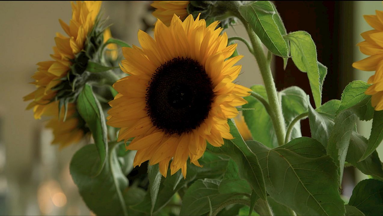 Les Tournesols : Photo