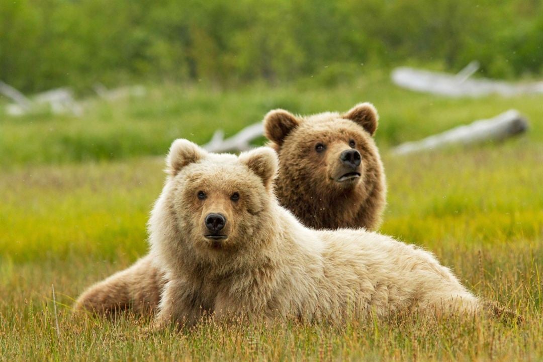 Grizzly : Photo