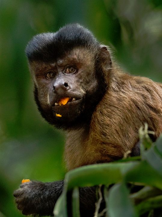 Amazônia : Photo