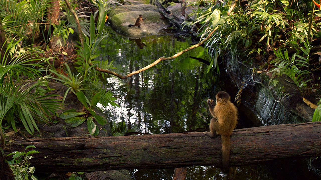 Amazônia : Photo