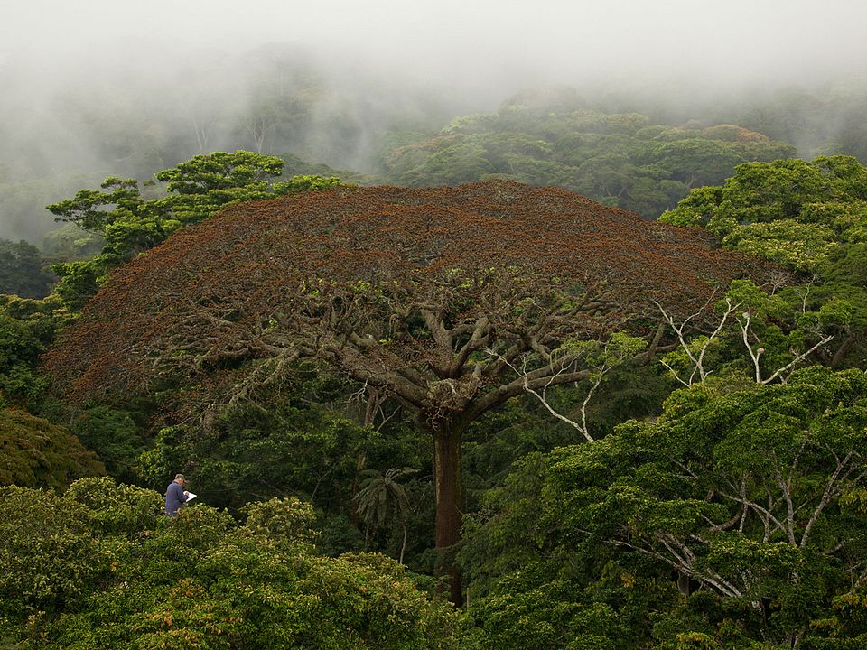 Il était une forêt : Photo