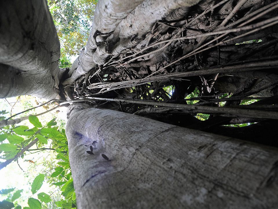 Il était une forêt : Photo