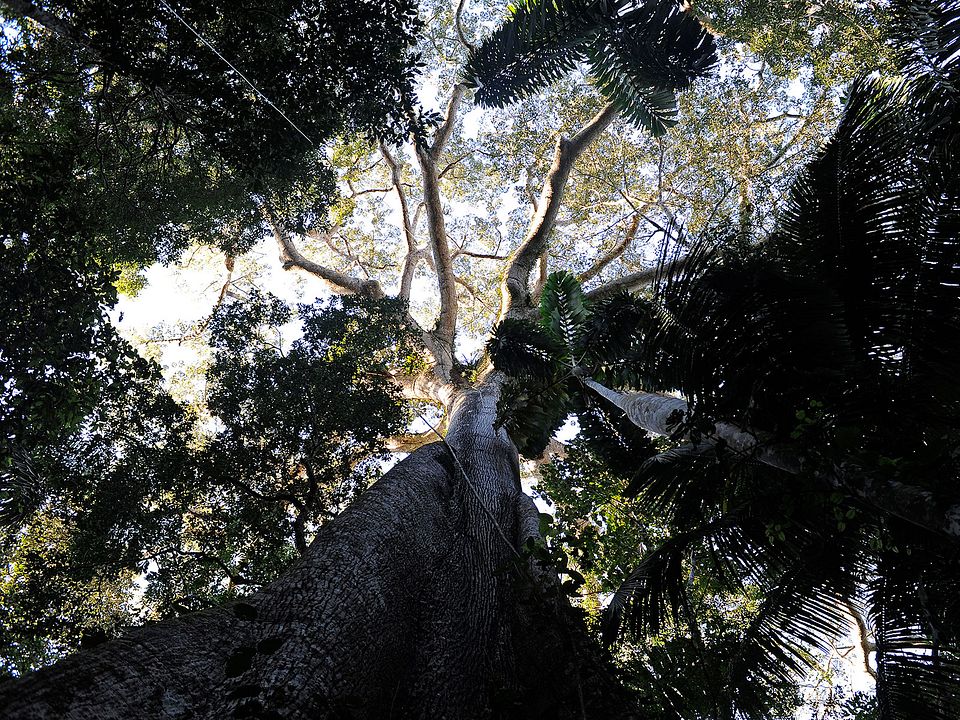 Il était une forêt : Photo