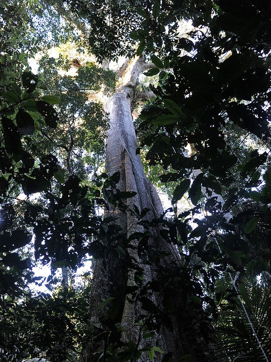 Il était une forêt : Photo