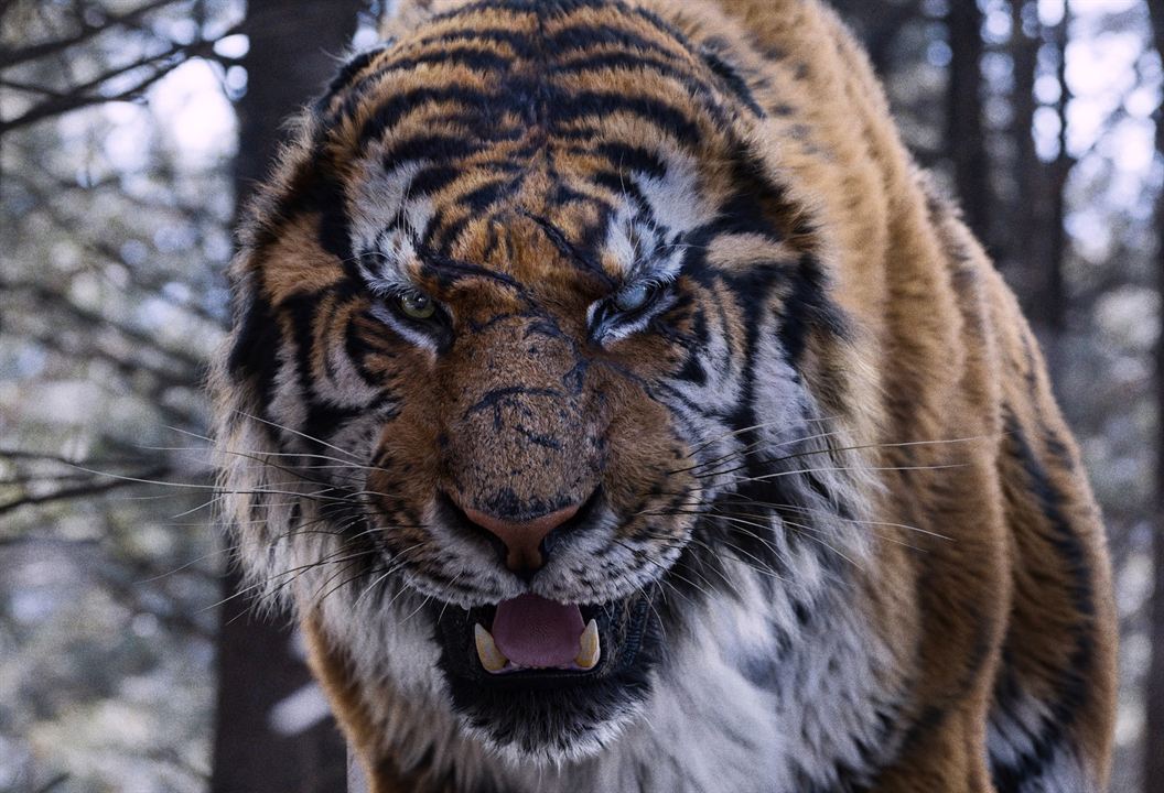 The Tiger : Photo