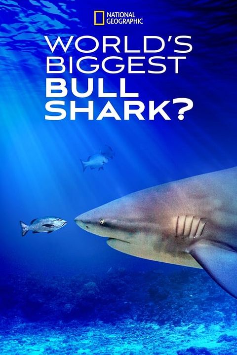 Sur les traces de Big Bull : Affiche
