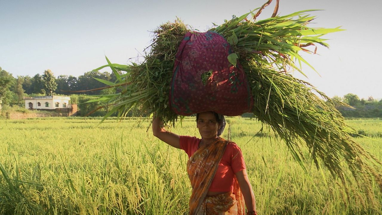 Les Graines de Vandana Shiva : Photo