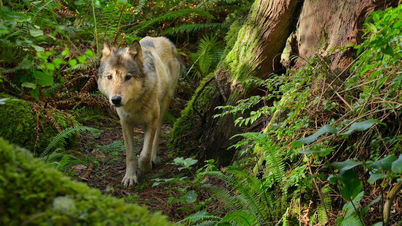 Bienvenue sur l'île des loups : Photo