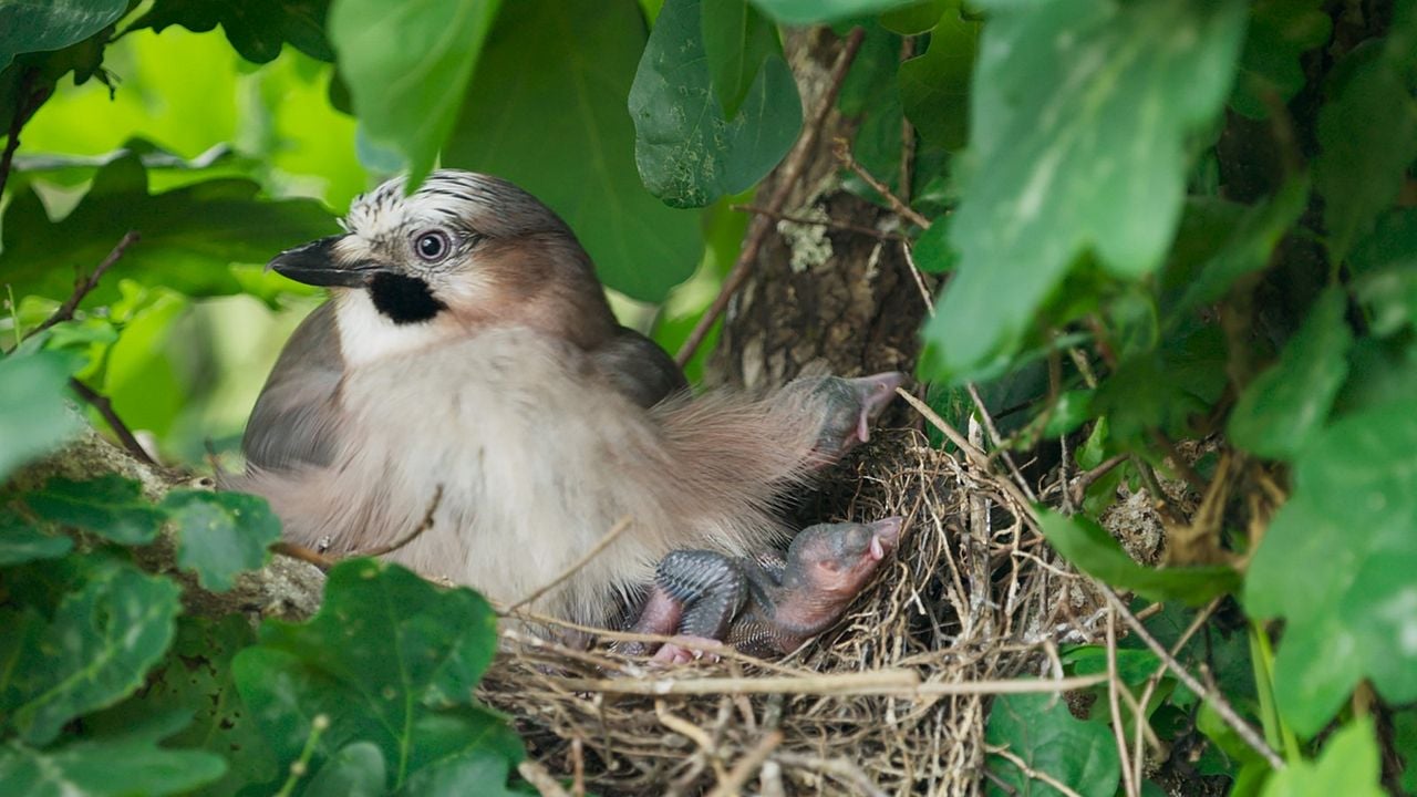 Le Chêne : Photo