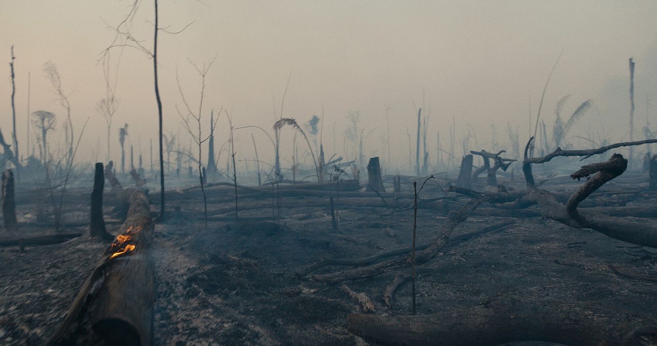 La forêt amazonienne : notre terre : Photo