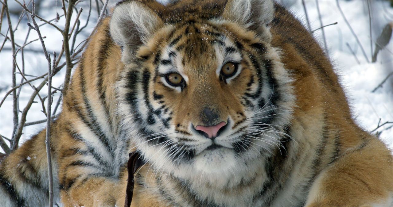 Le Nid du Tigre : Photo
