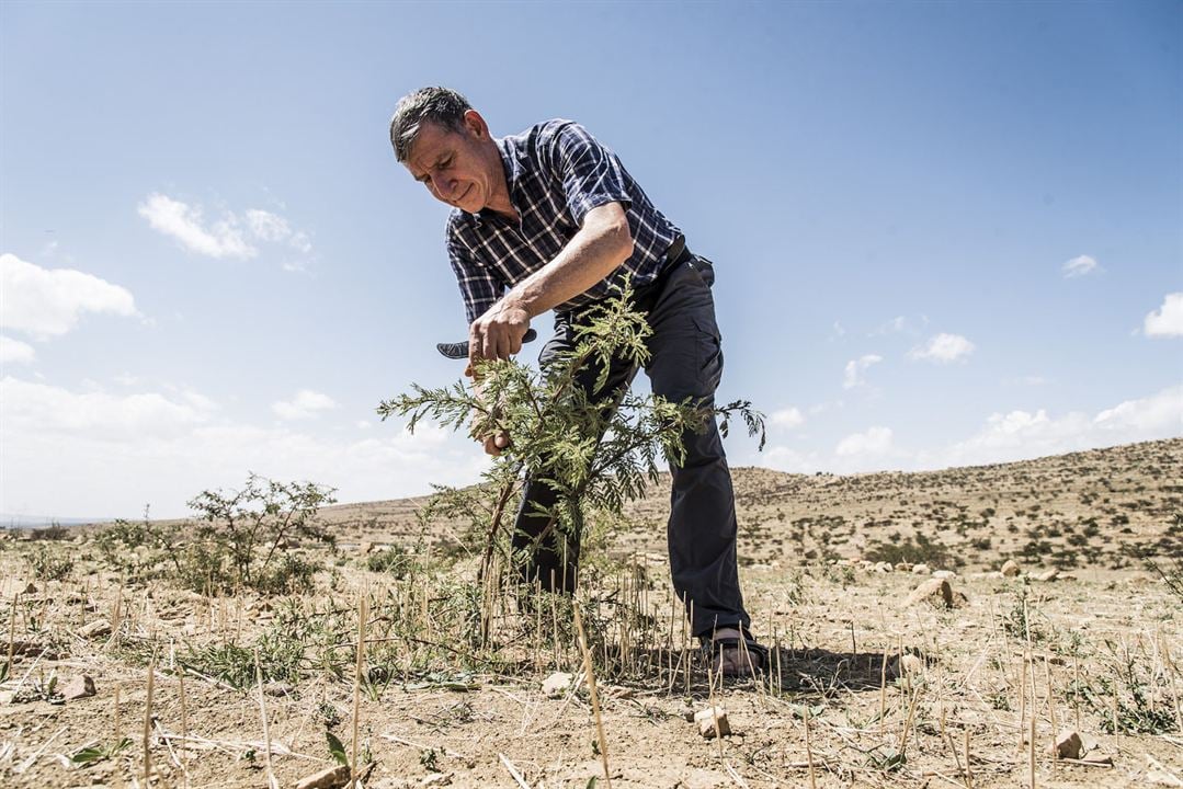 The Forest Maker : Photo