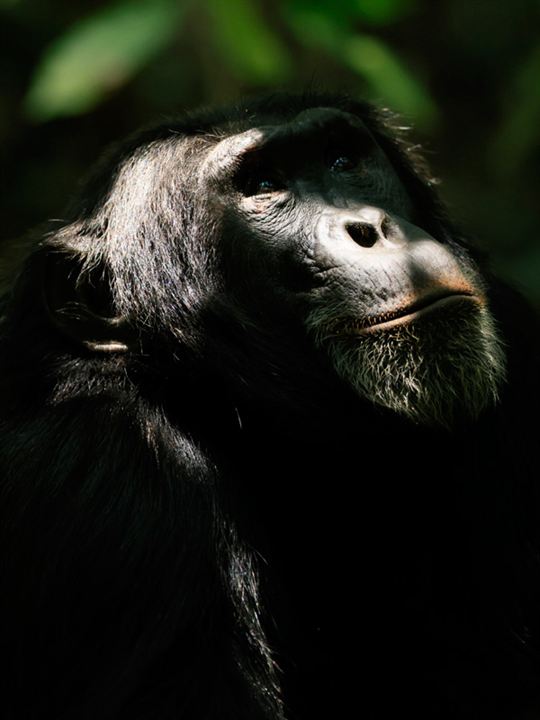 L'Empire des chimpanzés : Affiche