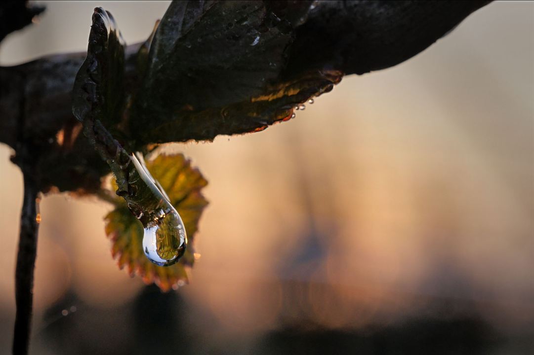 Les Promesses de l'aube - Des vignerons face au gel : Photo