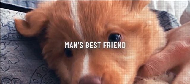 Good Boy Trailer