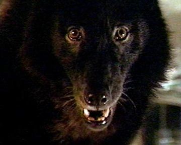 Wolfen Bande-annonce