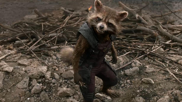 "Entre le blaireau et le panda, il y a... Attends, les ratons laveurs ça ressemble pas du tout à des blaireaux. Oui je sais... Ni à des pandas... Bref !"