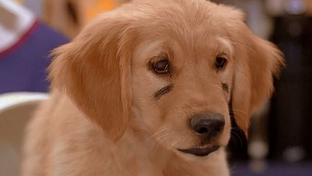 5 Toutous Prêts à Tout Bande-annonce