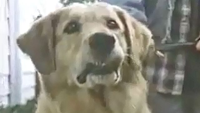 Air Bud - Buddy star des paniers Bande-annonce