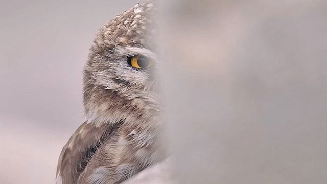La Panthère des neiges Bande-annonce