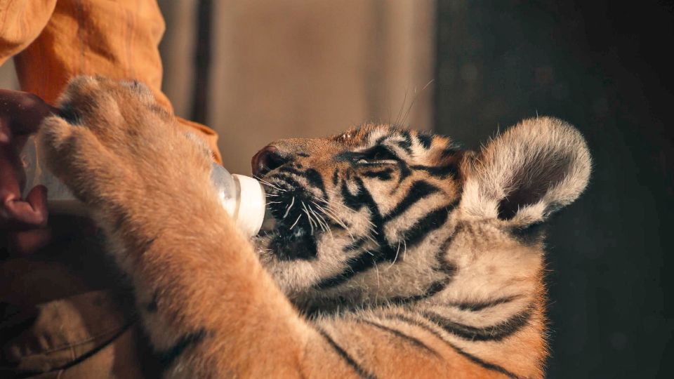 Trailer du film Le Nid du Tigre - Le Nid du Tigre Bande-annonce VF