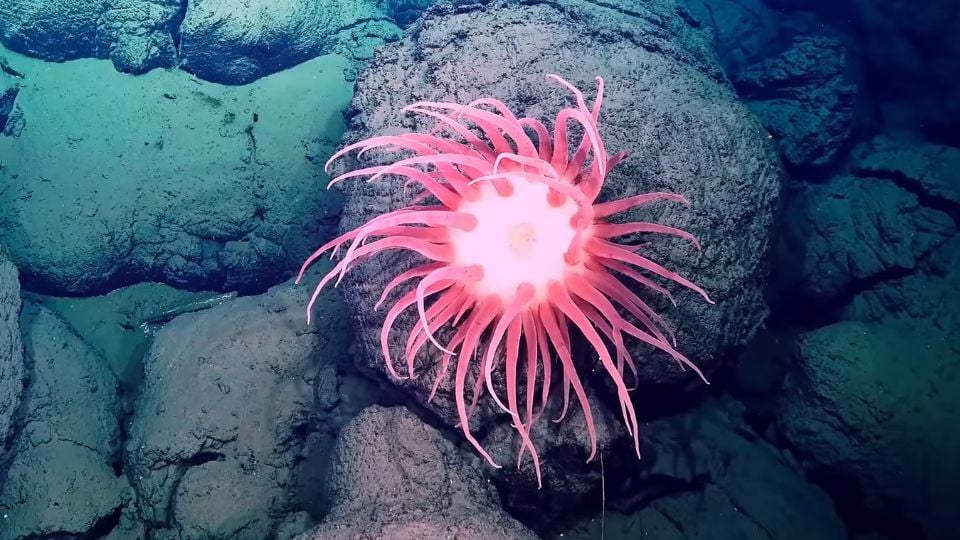 Trailer du film Deep Rising - Deep Rising Bande-annonce VO - AlloCiné